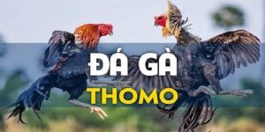 Đá Gà Thomo Là Gì Luật Chơi Đá Gà Chuẩn Tại KING88 - Sao chép